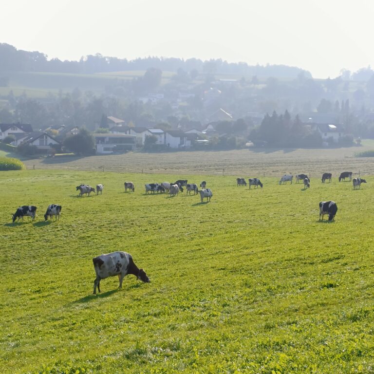 Kühe auf der WEide