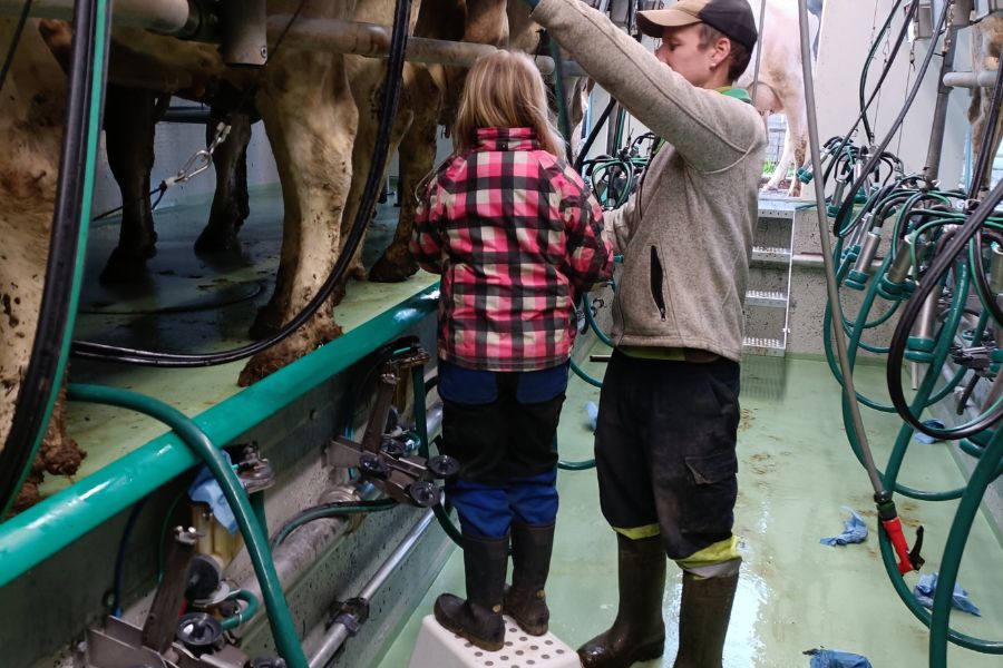 Leyla beim Melken (400 x 300 px) (900 x 600 px)