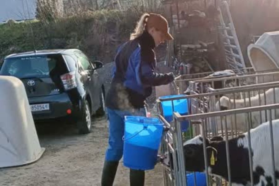 Sabrina beim Kälbchen tränken